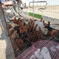 جوجه مرغ خروس 3ماهه