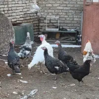 تعدادی بوقلمون خانگی نر وماده قابل کرک شدن تضمینی|حیوانات مزرعه|طرقبه, |دیوار
