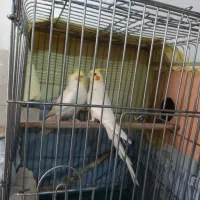 عروس هلندی لوتیتو رام و دستی|پرنده|آمل, |دیوار