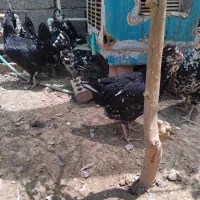 مرغ خروس گلین|حیوانات مزرعه|جیرفت, |دیوار