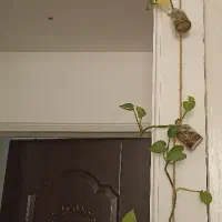 گل و گیاه|گل و گیاه طبیعی|قم, نوبهار|دیوار