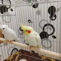 عروس هلندی البینو و لوتینو