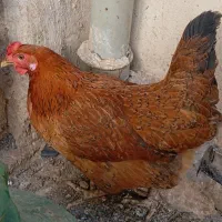 مرغ تخم گذار