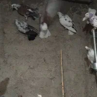 کبوتر پرشی|پرنده|بهشهر, |دیوار