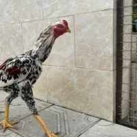 لاری اصیل|حیوانات مزرعه|رشت, فلسطین|دیوار