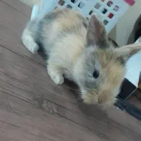 خرگوش لوپ|موش و خرگوش|سبزوار, پاسداران|دیوار