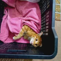 واگذاری گربهDSHنارنجی