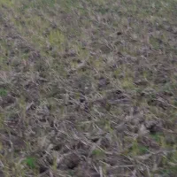 یک راس  قاطر|حیوانات مزرعه|چوبر, |دیوار