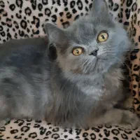 گربه اسکاتیش بلو