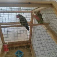 طوطی برزیلی همراه  یک جوجه|پرنده|بندر کنگان, |دیوار