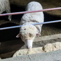 قوچ ایلدوفرانس