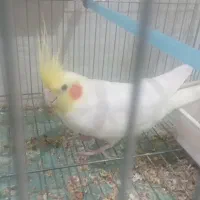 عروس هلندی رام