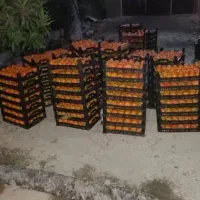 خرمالو پیوندی صد در صد طبیعی و ارگانیک|خوردنی و آشامیدنی|بندر انزلی, نوروزی|دیوار