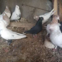 کبوترفروشی