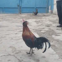 خروس بومی چهل تاج|حیوانات مزرعه|اصفهان, ارداجی|دیوار