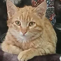 واگذاری دو گربه تاکسیدو ونارنجی.