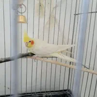 عروس هلندی زیبا