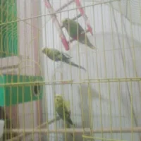 فروش سه مرغ عشق به همراه قفس ووسایل جانبی