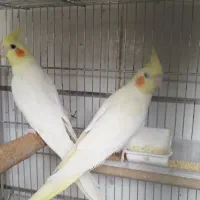 عروس پاریس ، عروس هلندی ، طوطی عروس|پرنده|ایذه, |دیوار