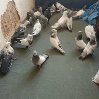 کفتر|پرنده|بیضا, |دیوار