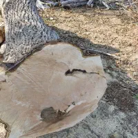 خرید چوب وهرس درخت|خدمات باغبانی و درختکاری|الوند, |دیوار
