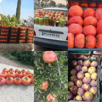 محصولات طارم|عمده‌فروشی|زنجان, |دیوار