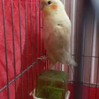 عروس هلندی|پرنده|بافق, |دیوار