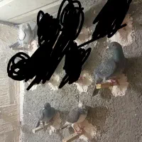 کفتر ۴تا گم شدن