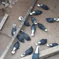 زاغ دم سفید|پرنده|نرماشیر, |دیوار