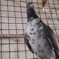 کبوتر سینه سفید نر