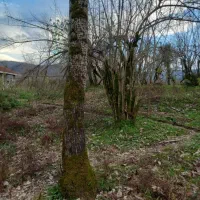 230متر کاربری مسکونی خوش قواره گیلان شفت|فروش زمین و ملک کلنگی|احمدسرگوراب, |دیوار