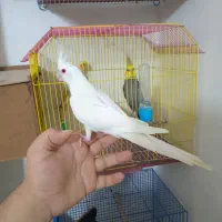 عروس هلندی دون خور فول دستی|پرنده|گنبد کاووس, |دیوار