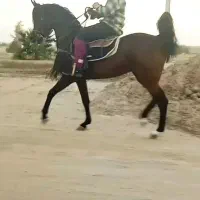 نریان عرب مصری دوسر زیبایی|اسب و تجهیزات اسب‌سواری|تهران, استقلال|دیوار