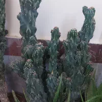 کاکتوس صخره ای ۳۰ ساله|گل و گیاه طبیعی|تهران, نازی‌آباد|دیوار