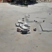کفتر فروشی