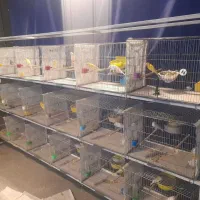 حدود ۶۰عدد قناری رنگ روشن مست پس بالا تنه دار