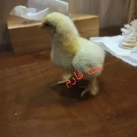 جوجه برهما  لایت گلد مرندی طوسی وتخم نطفه دار