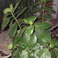 گل برگ قاشقی|گل و گیاه طبیعی|باغ بهادران, |دیوار