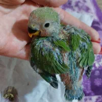 کوتوله برزیلی