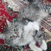 گربه پرشین|گربه|یزد, |دیوار