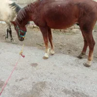 اسب قدبلند۵ساله|اسب و تجهیزات اسب‌سواری|ارومیه, |دیوار