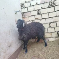 بره همو و هترو|حیوانات مزرعه|سیرجان, |دیوار