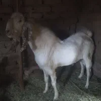 یک نریگ گلابی شهرستان فهرج بخش نگین کویر