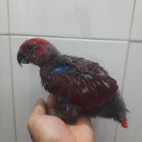 جوجه اکلکتوس ماده روسماری