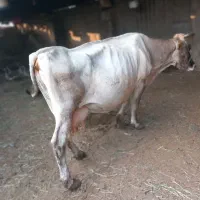 گاو وگوساله