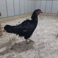 تخممرغ لاری|حیوانات مزرعه|گرگان, |دیوار