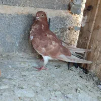 کفتر پرشی|پرنده|گلپایگان, |دیوار