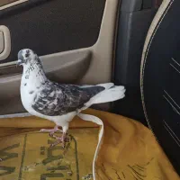 گمشده کبوتر