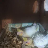 جوجه عروس هلندی