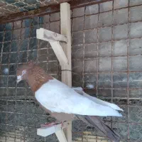 سینه سرخ